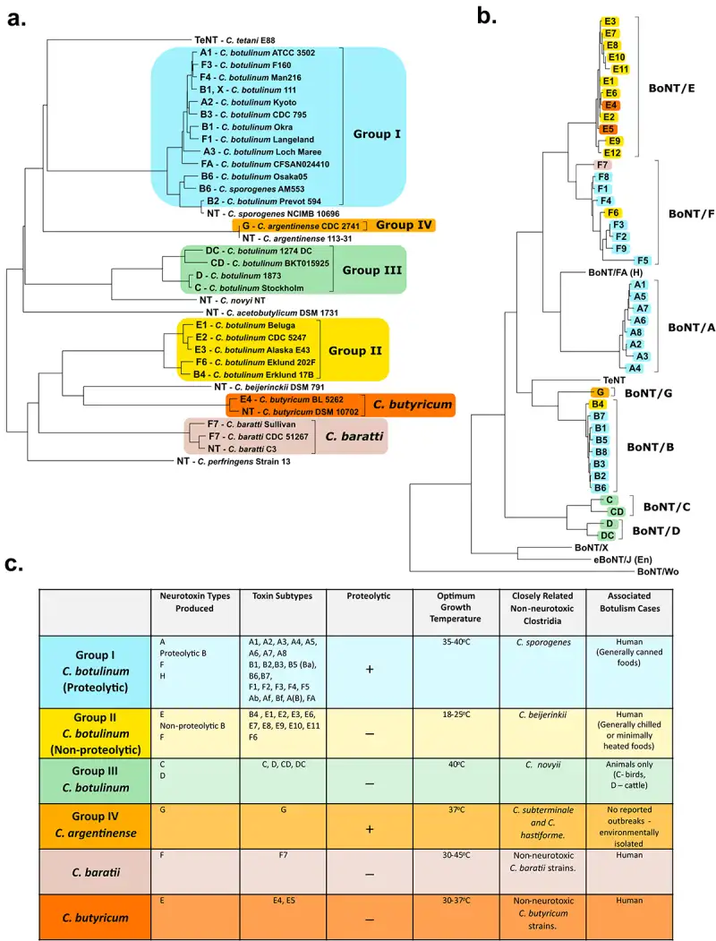肉毒杆菌分类图