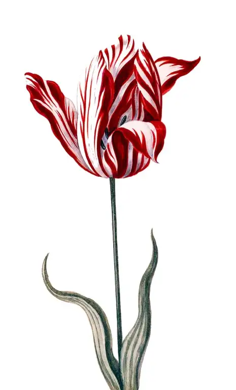 Semper Augustus郁金香，17世纪最昂贵的郁金香品种，其独特的火焰纹图案由郁金香碎色病毒造成