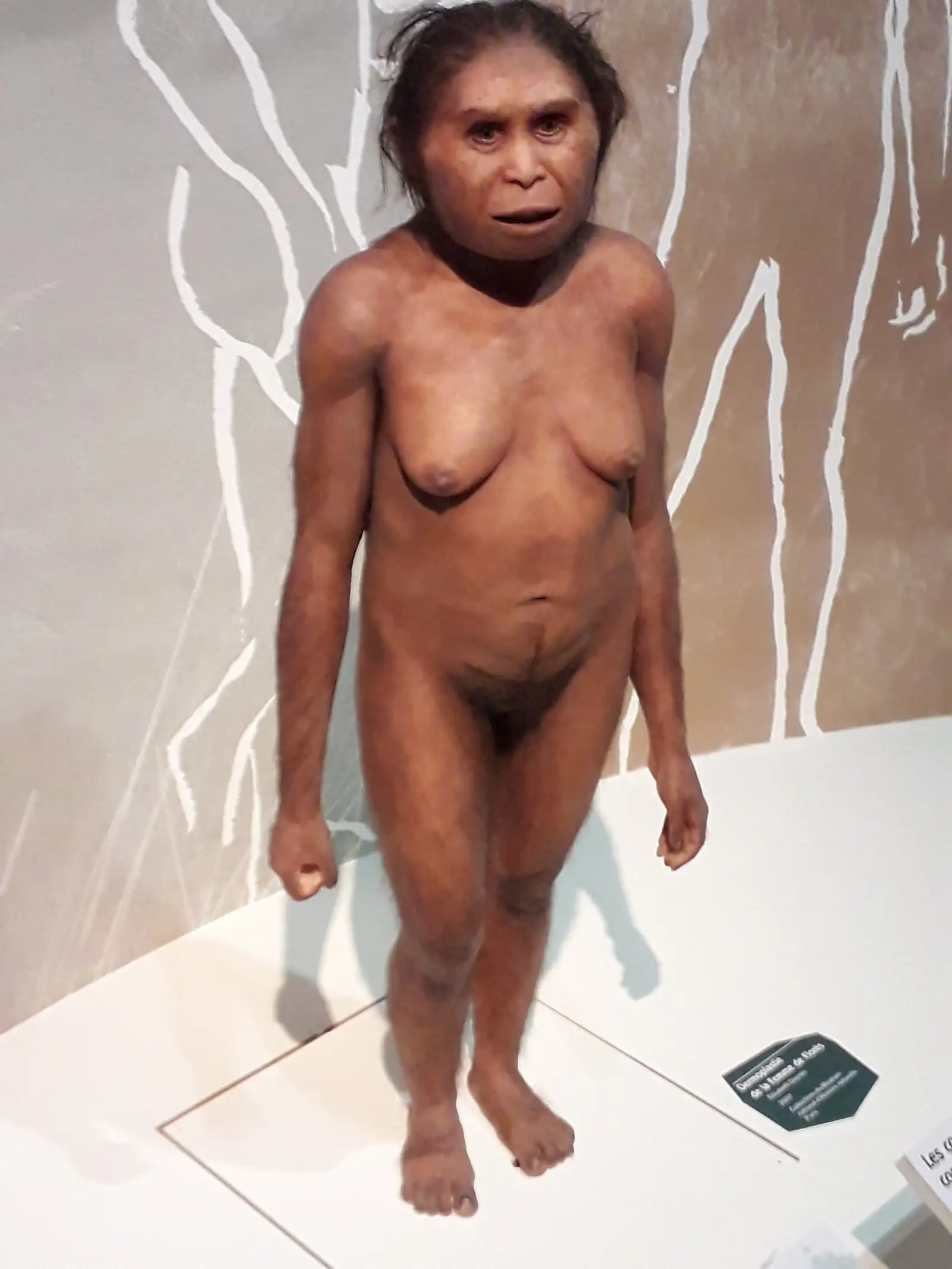 弗洛勒斯人复原像