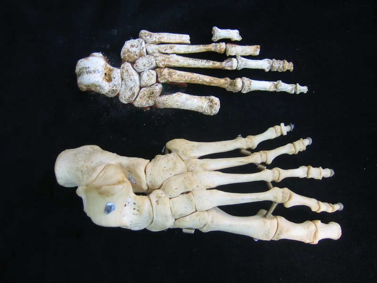 弗洛勒斯人与现代人类足部比较