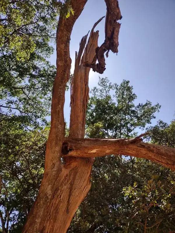 卢蒙巴处决遗址的金色雕像