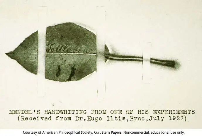 孟德尔叶片标本