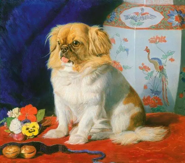 Looty京巴狗画像