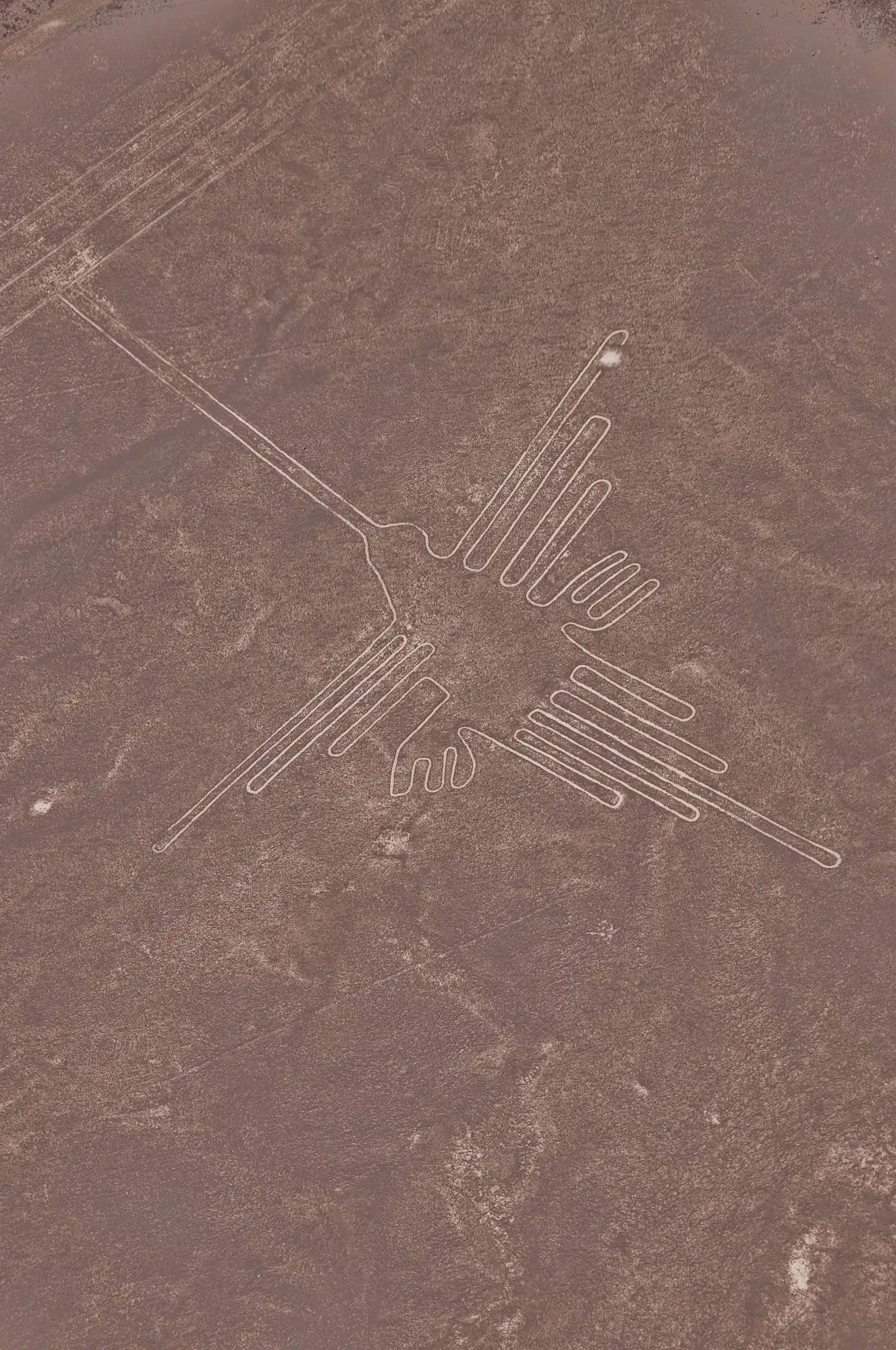 纳斯卡蜂鸟地画