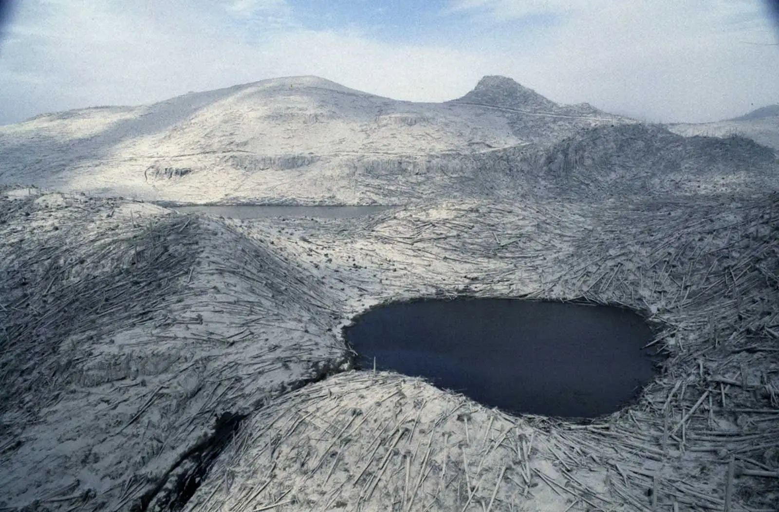 树木被爆炸掀倒，如同一片墓地
