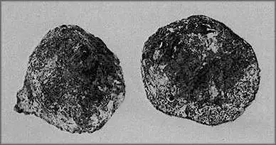 科索 Artefact 的外壳照片