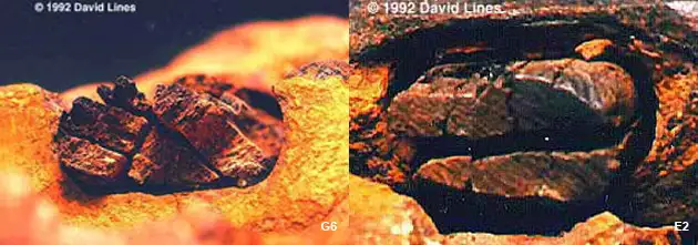 伦敦锤木柄照片