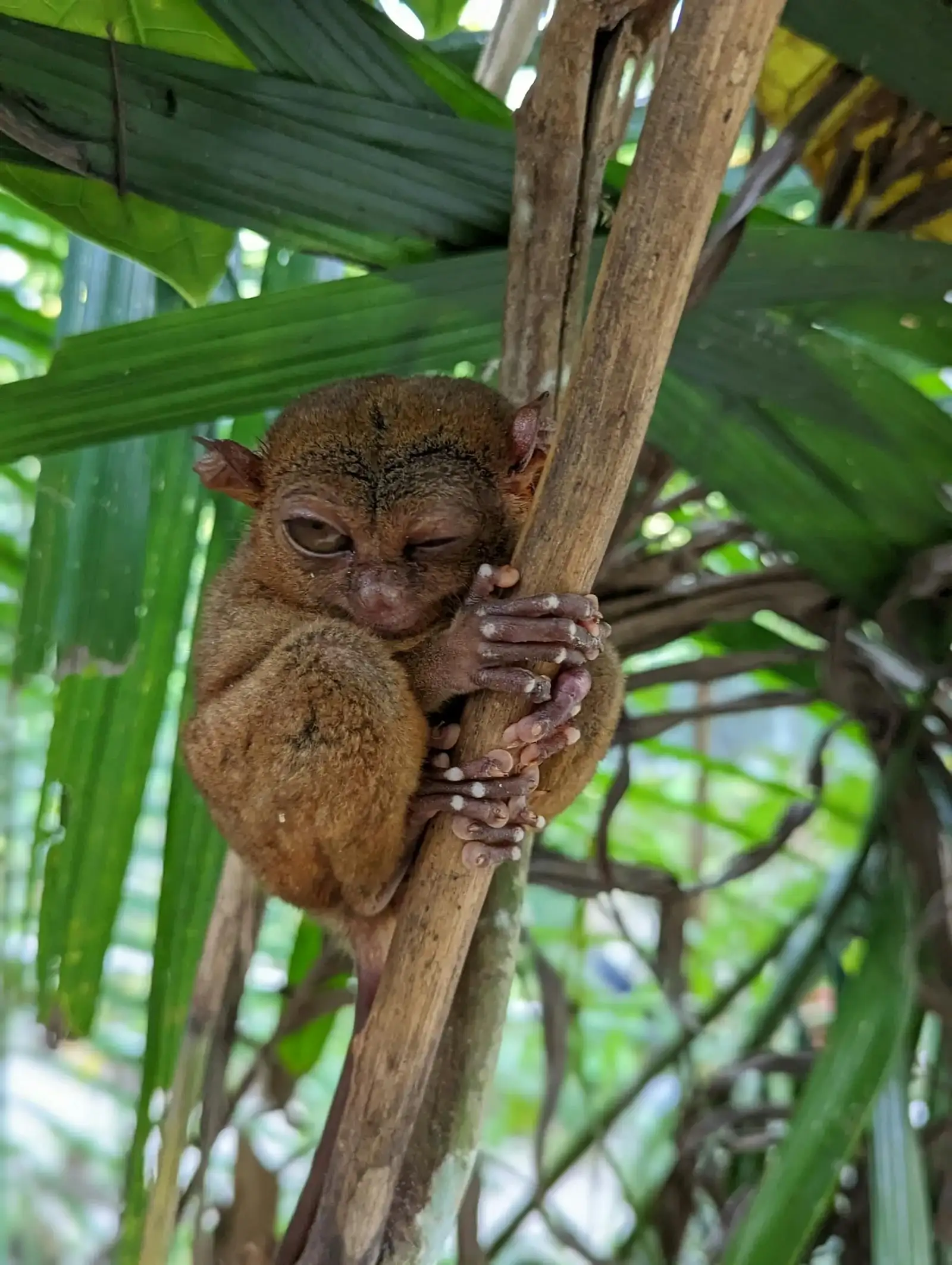 栖息中的眼镜猴