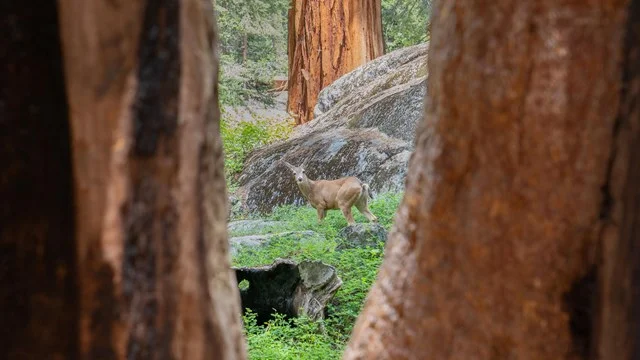 Deer in Sequoia forest