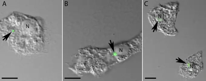 病毒DNA在宿主细胞中的迁移