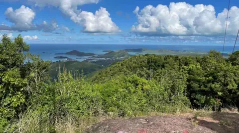 安提瓜岛的灌木丛