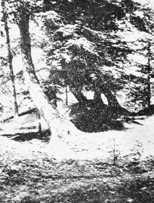 新马德里地震造成的倾斜树木