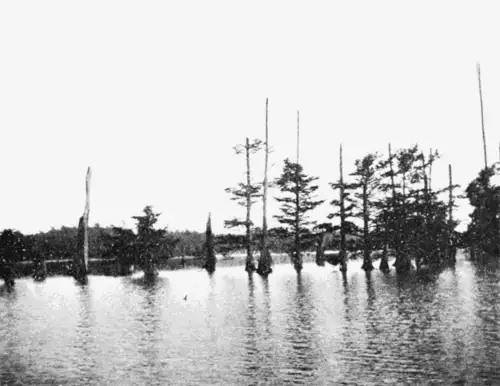 里尔富特湖中被淹没的柏树林