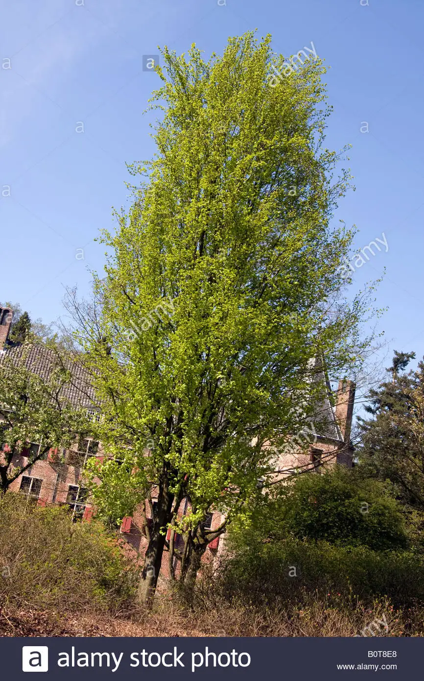 柏林空运期间的历史照片，展示了这场人类历史上最大规模人道主义空运的壮观场景。