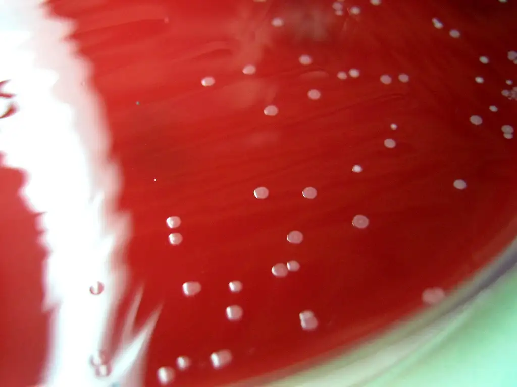 微生物世界的显微镜图像