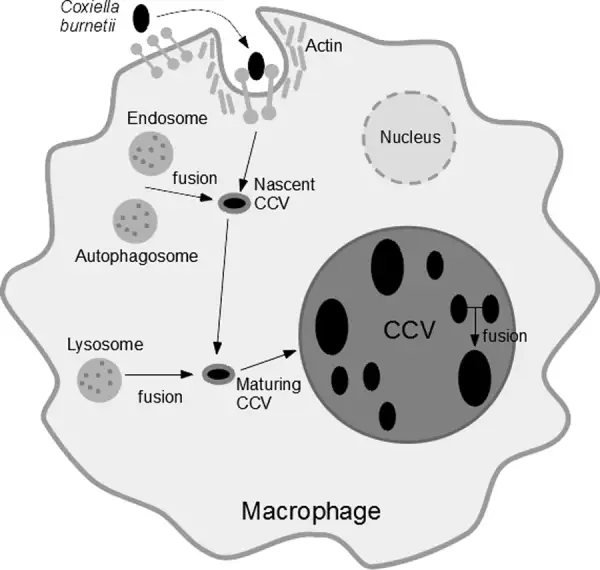 伯内特考克斯氏体感染机制示意图