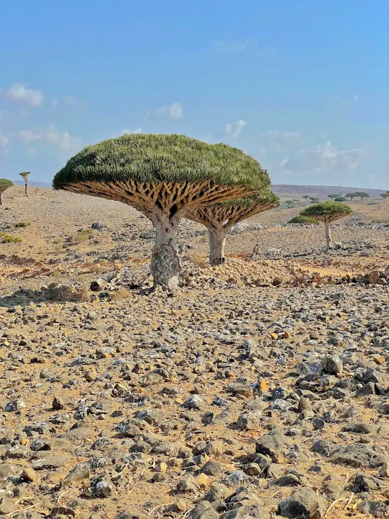 索科特拉岛上独特的龙血树，伞形树冠在石灰岩高原上形成一片异星般的森林