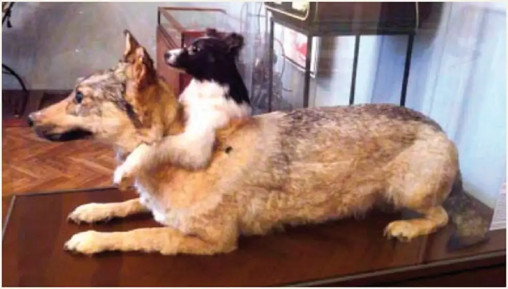 德米霍夫与双头狗