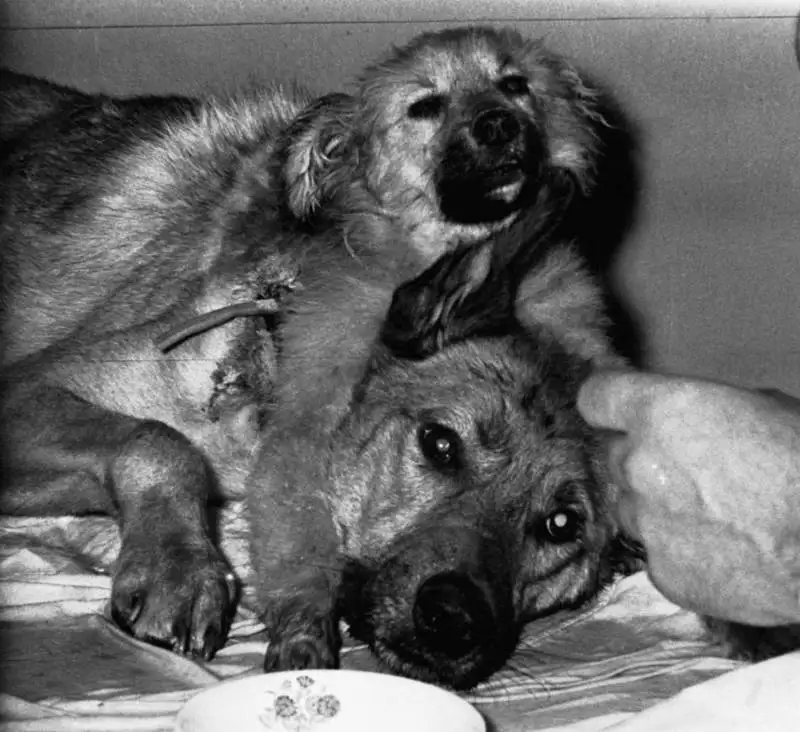 双头狗的两个面部