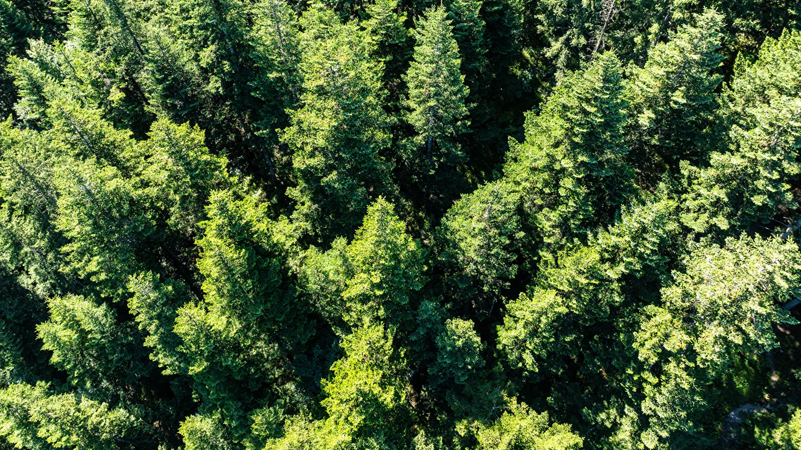 Boscodon森林的小径，阳光透过树冠洒下斑驳光影