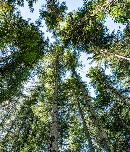 Boscodon森林内部，冷杉树高耸入云