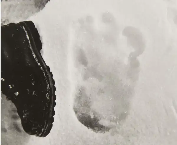 雪人脚印与人类靴子的对比