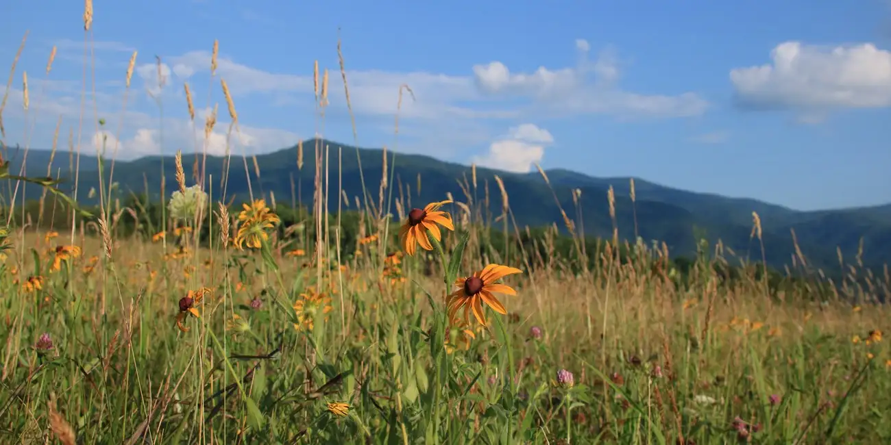 Cades Cove