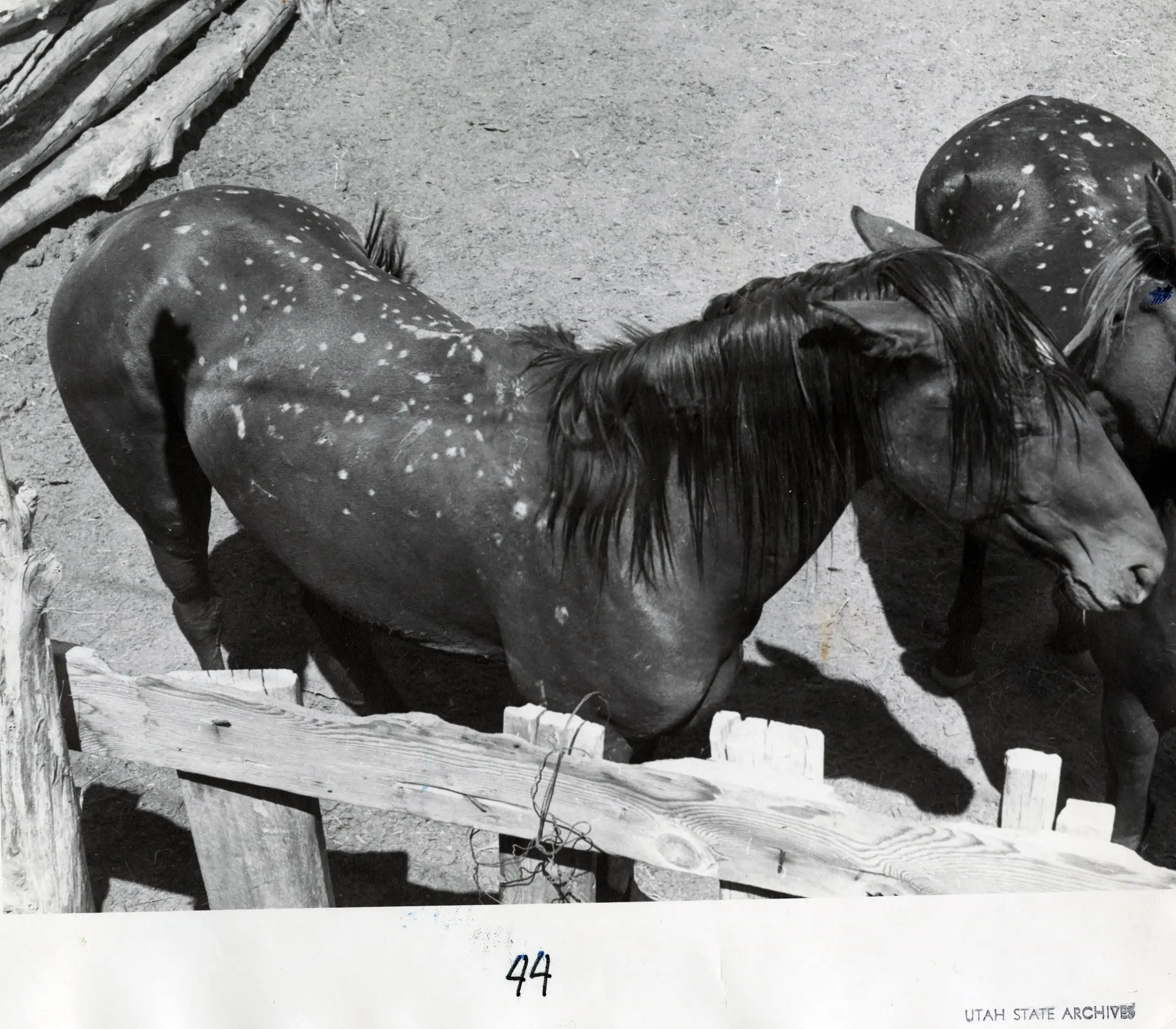 圣乔治居民观看远处核试验