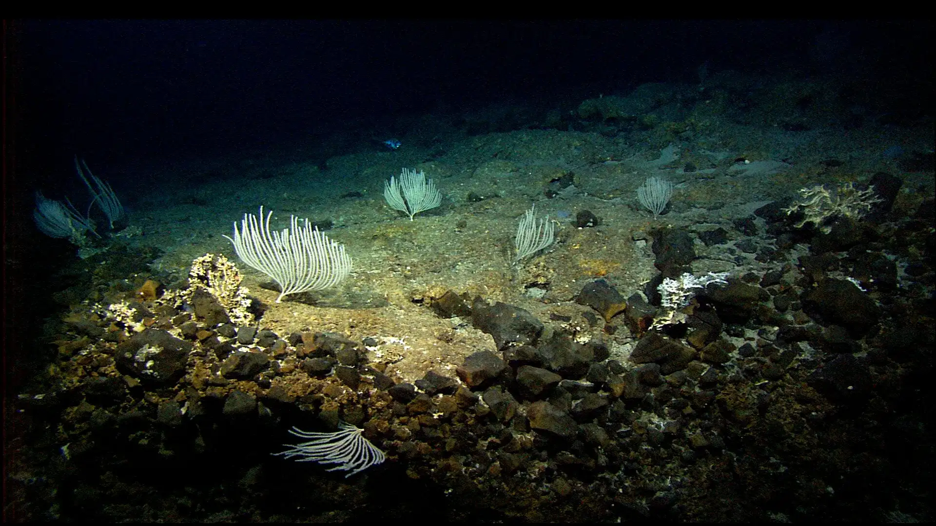 亚特兰蒂斯海岭的海底景象，深部生物圈就隐藏在这样的海床之下