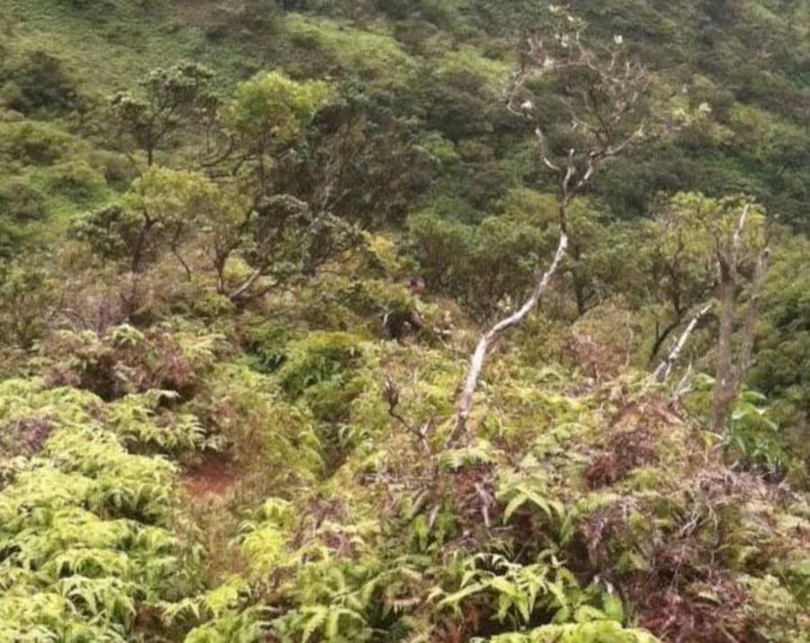 Daylenn Pua拍摄的神秘影子人照片