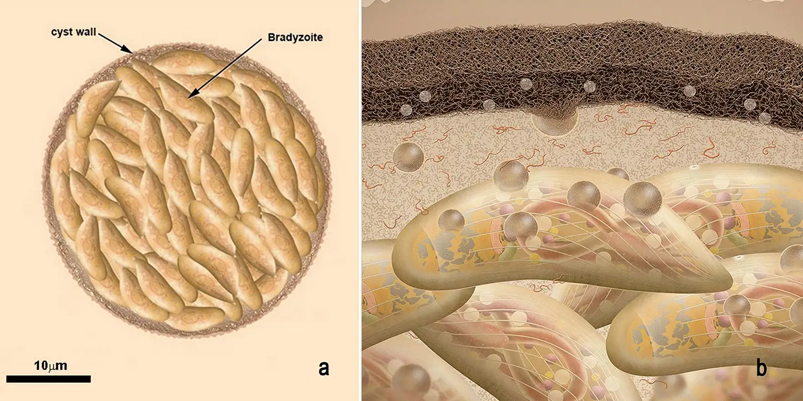弓形虫组织囊结构示意图