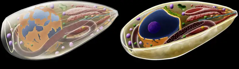弓形虫传播途径示意图