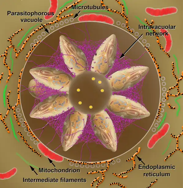 弓形虫在纳虫泡中的结构