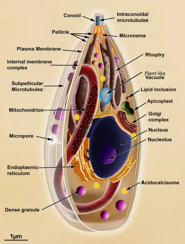 弓形虫速殖子的细胞结构