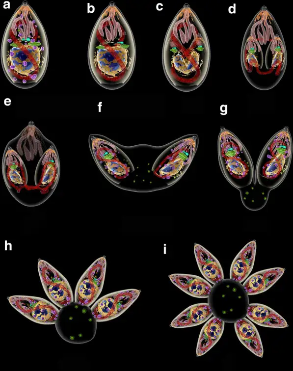 弓形虫通过内双殖方式繁殖的过程