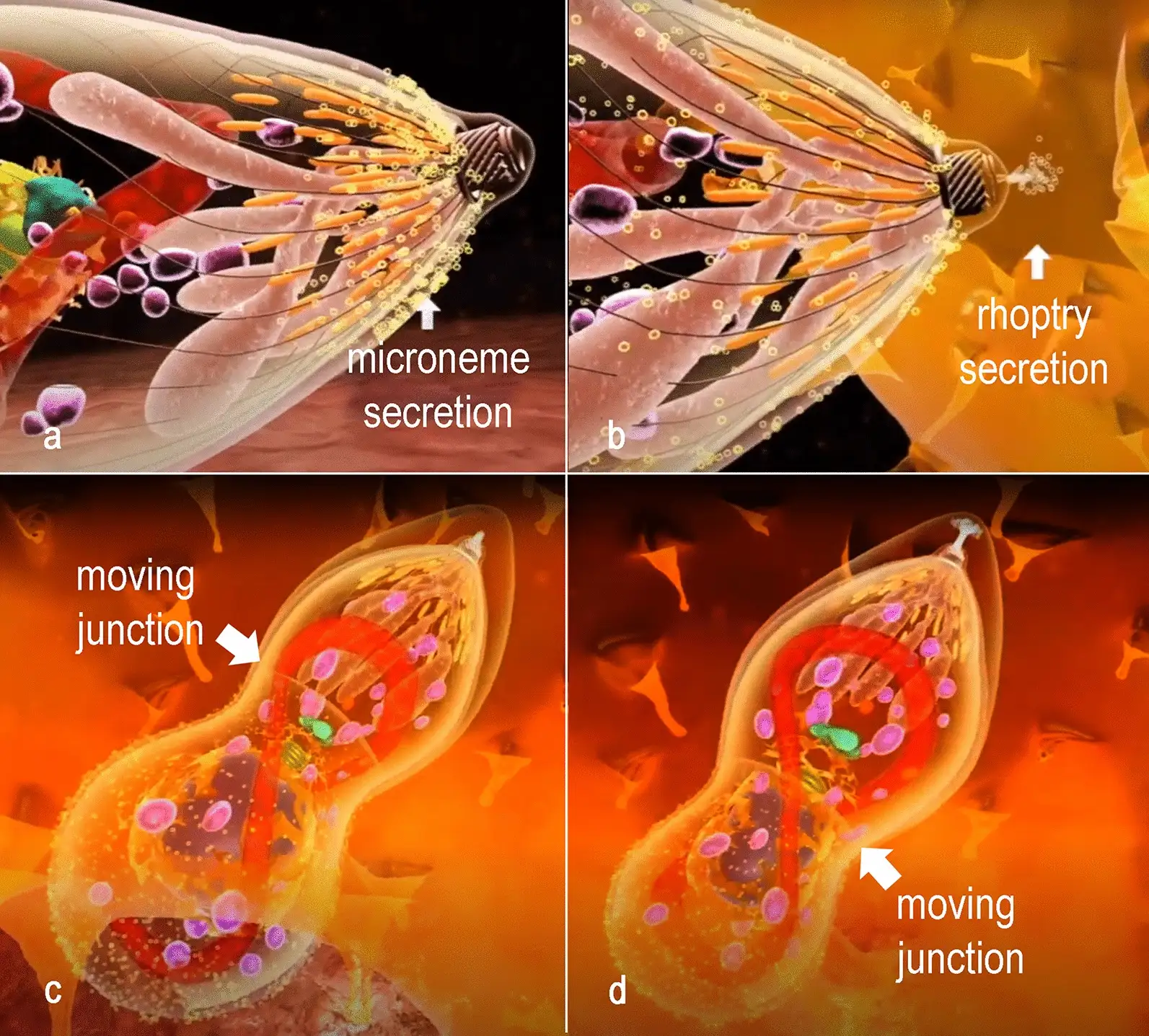 弓形虫入侵宿主细胞的过程示意图