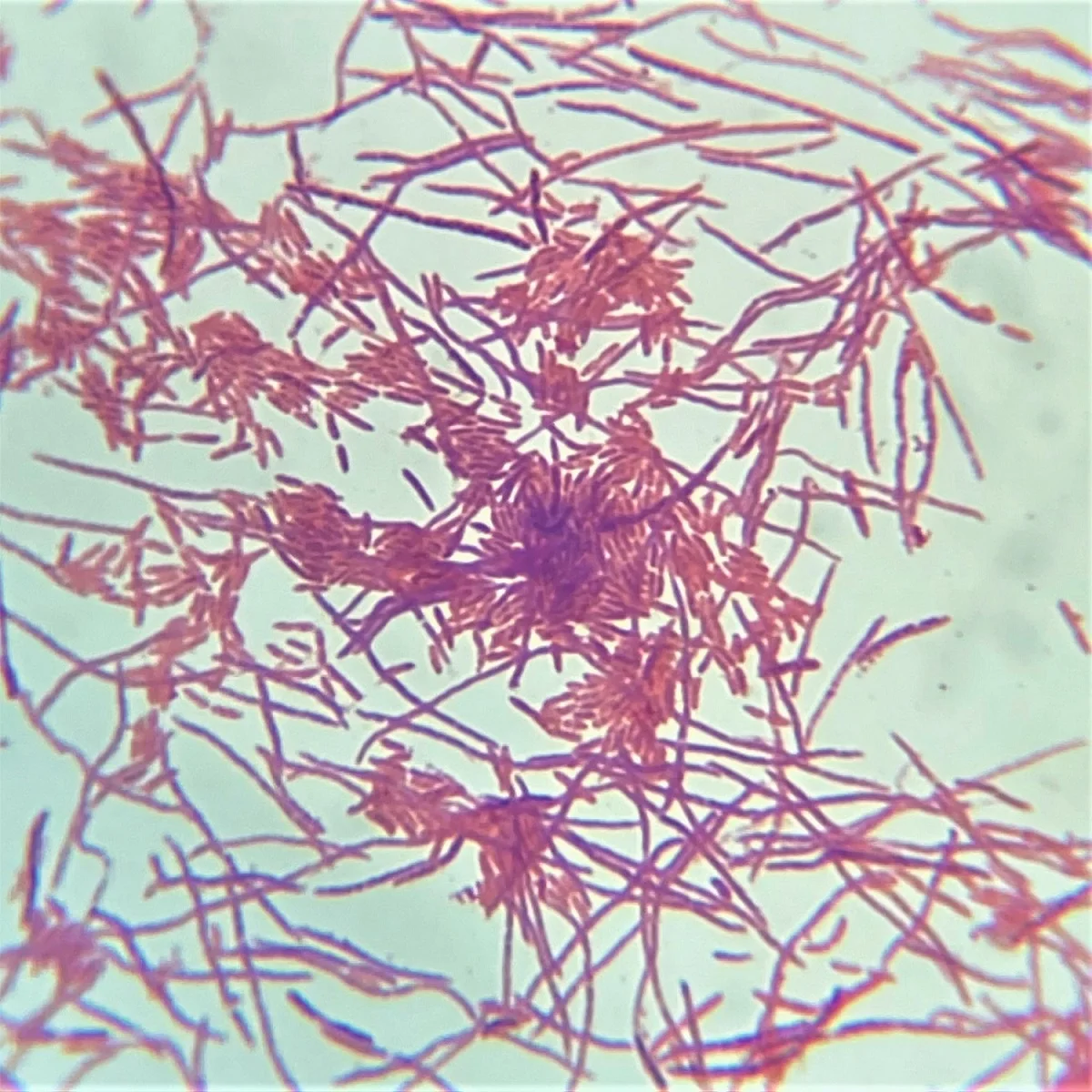 Pseudomonas fluorescens细菌显微镜图像
