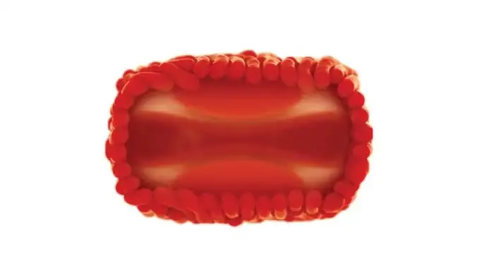 猴痘病毒结构示意图