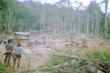 雨林被伐木公司破坏