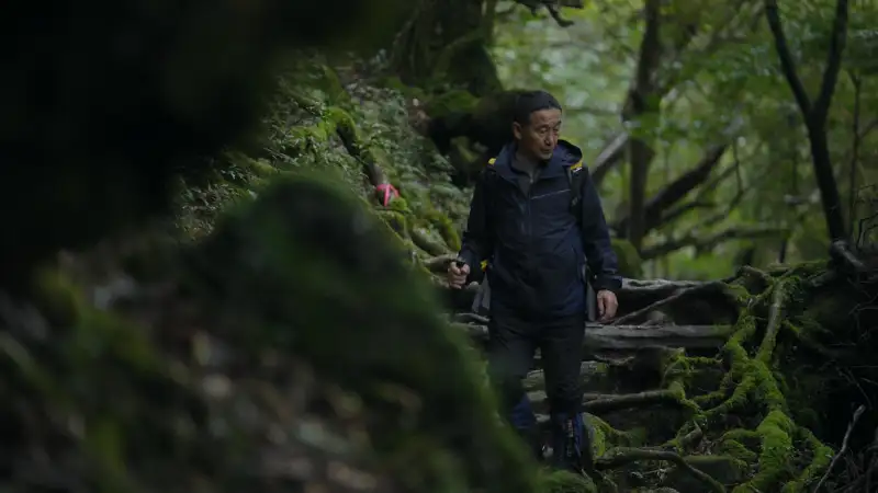 屋久岛绳文杉,岛上的标志性景观