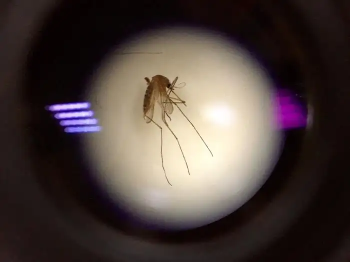 库蚊显微镜图像