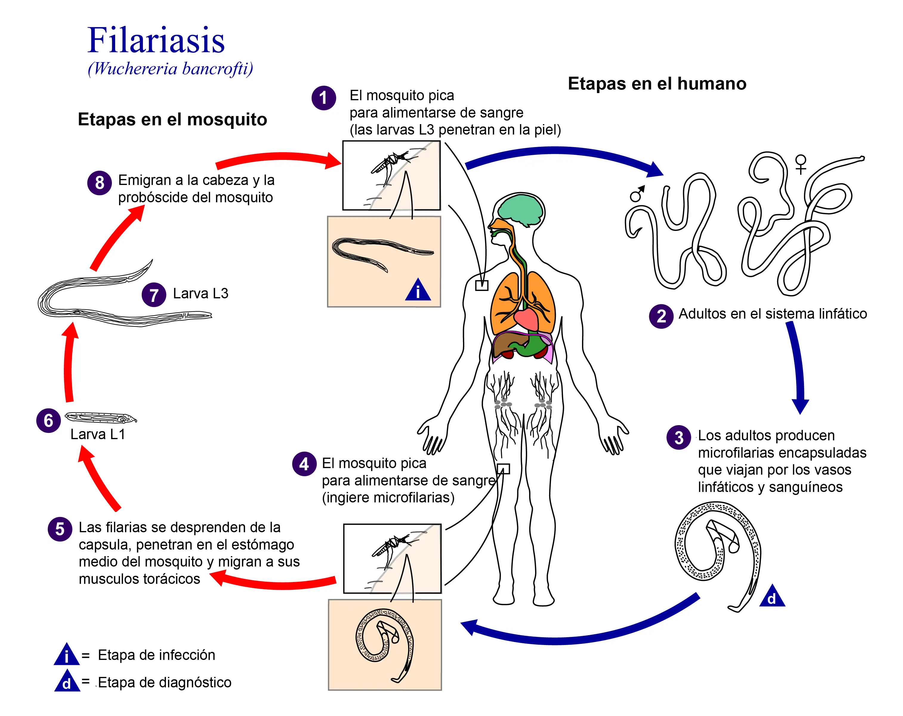 丝虫生命周期图