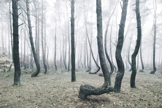 弯曲森林中的光影