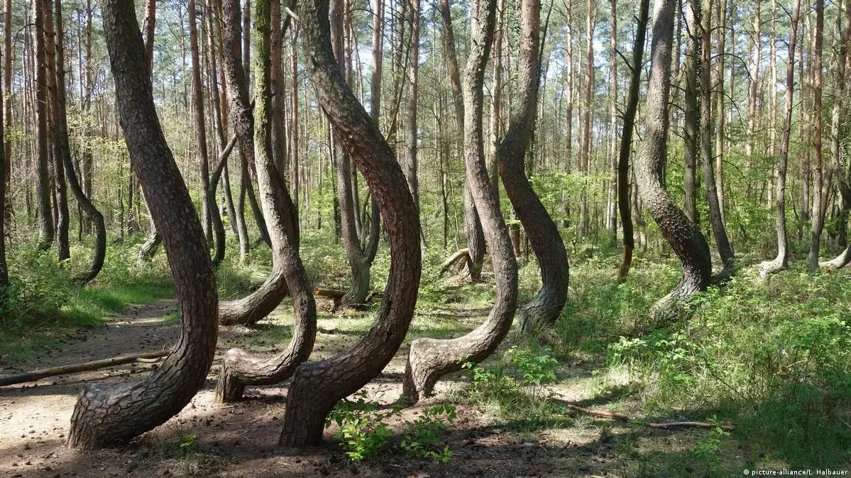 弯曲森林的日落