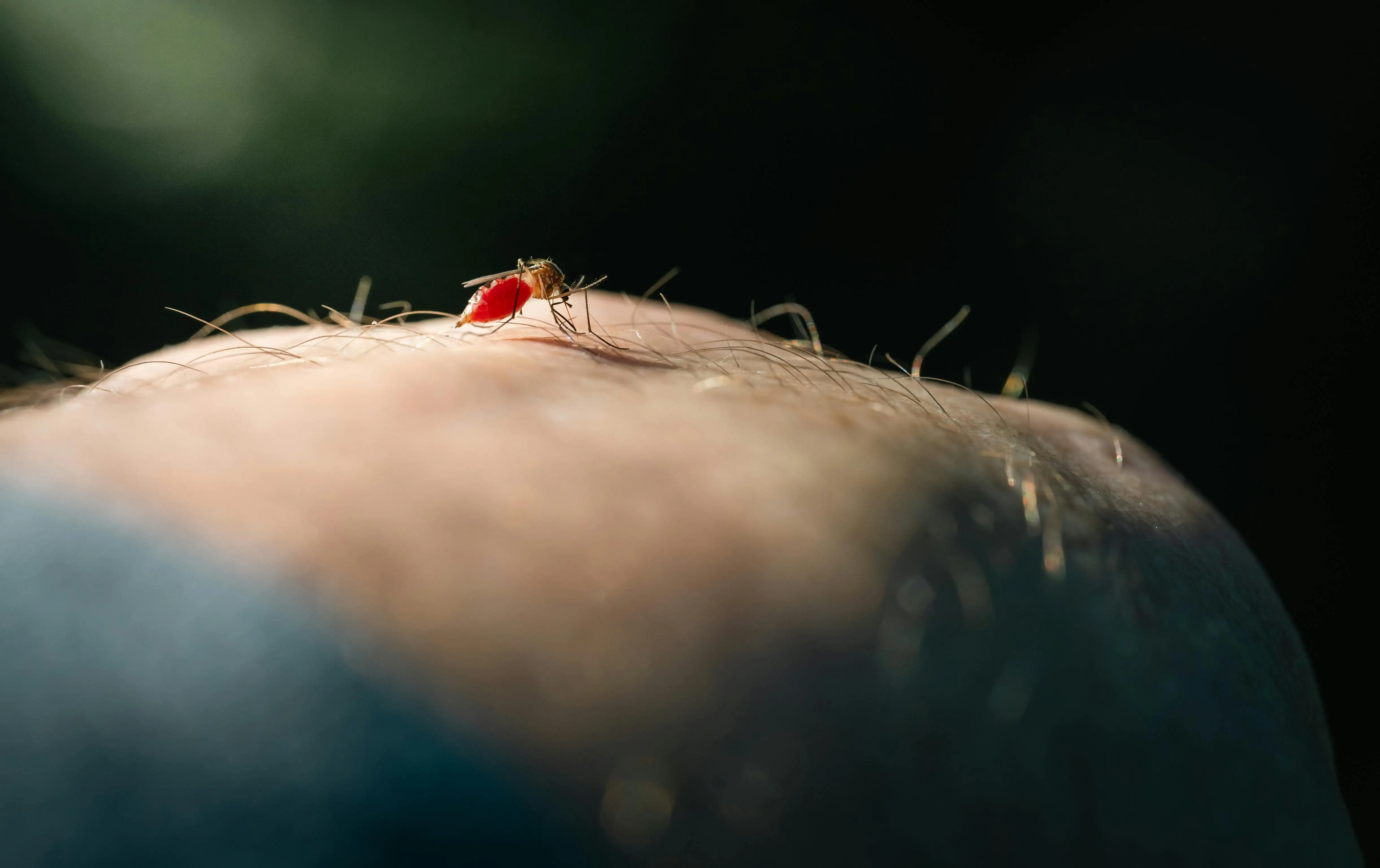 蚊子叮咬人类皮肤