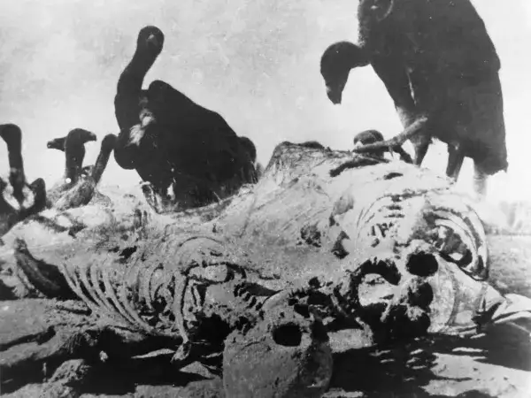 秃鹫在布拉马普特拉河畔的受害者遗骸上