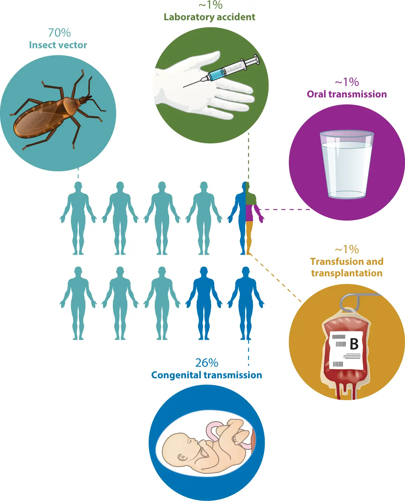 恰加斯病的传播方式图解
