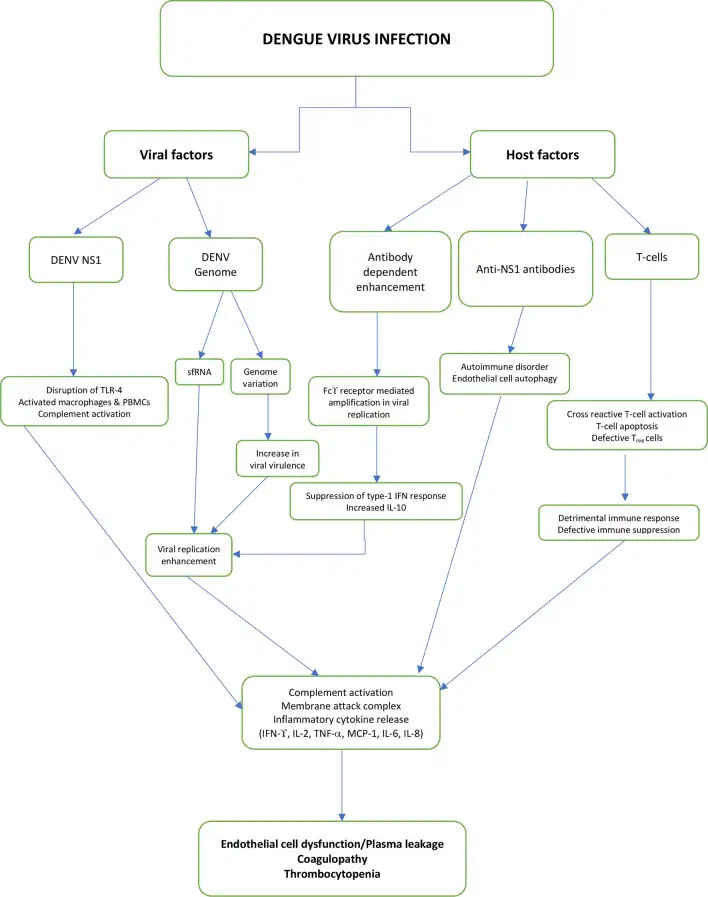 登革热致病机制图