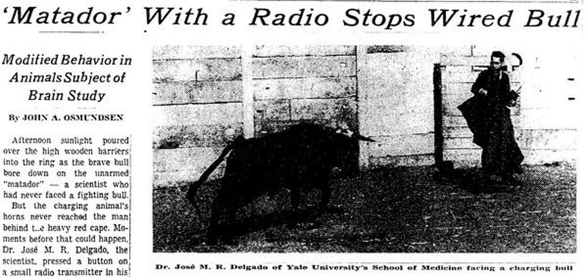 1965年《纽约时报》关于德尔加多实验的报道