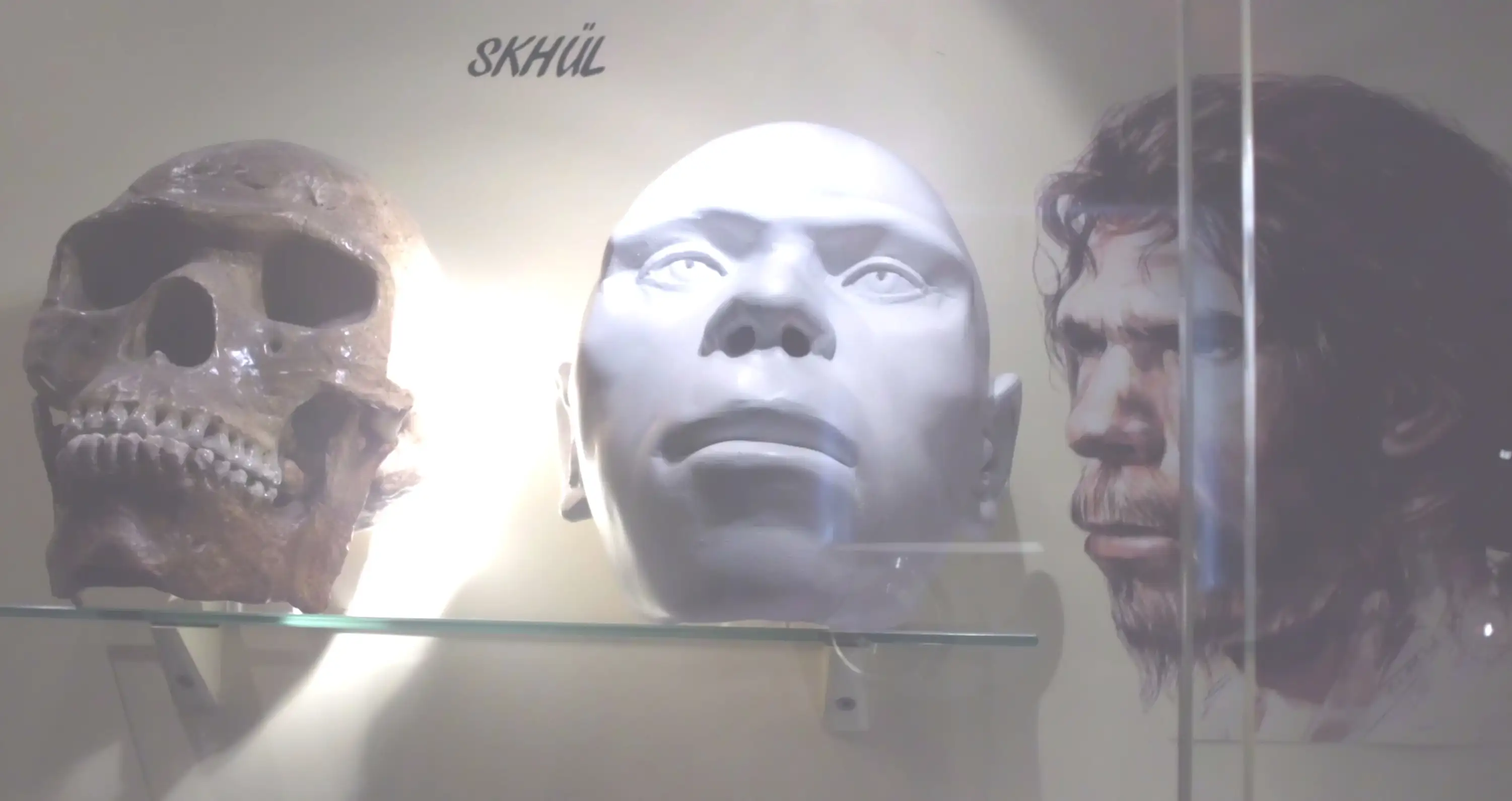 Skhul人类头骨化石